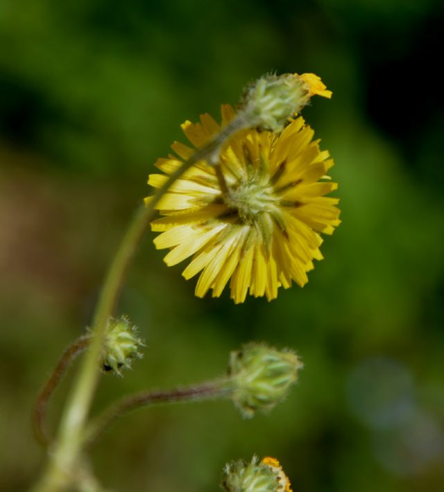 Crepis sancta (Asteraceae)